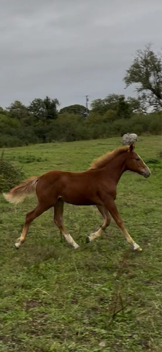 Irish Draught Filly Foal - Image 3