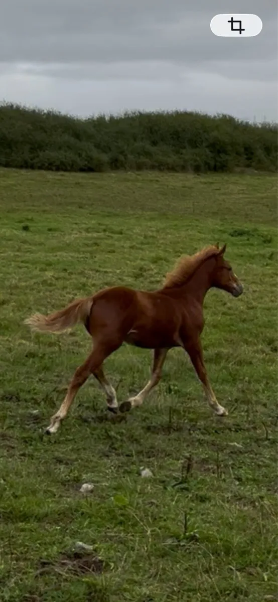 Irish Draught Filly Foal - Image 4