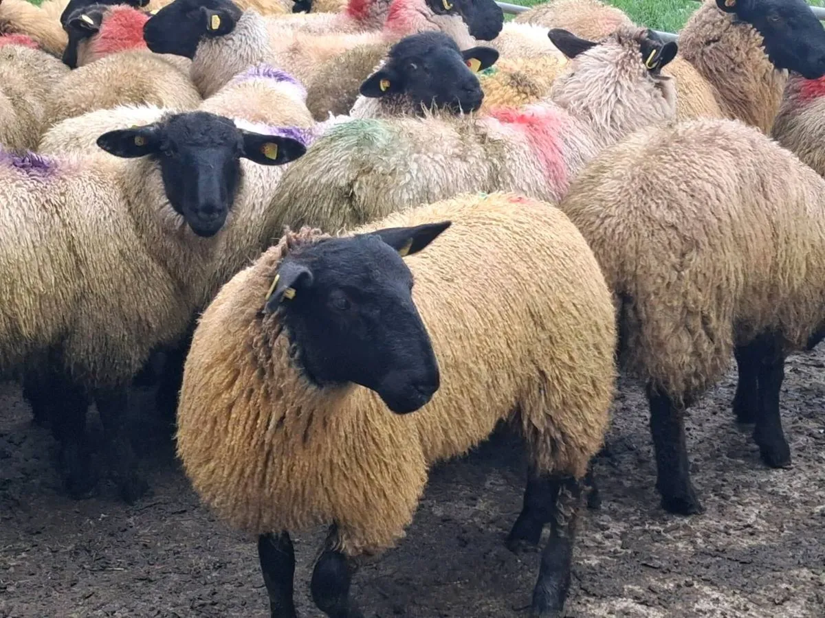 41 Suffolk Ewe Lambs - Image 3