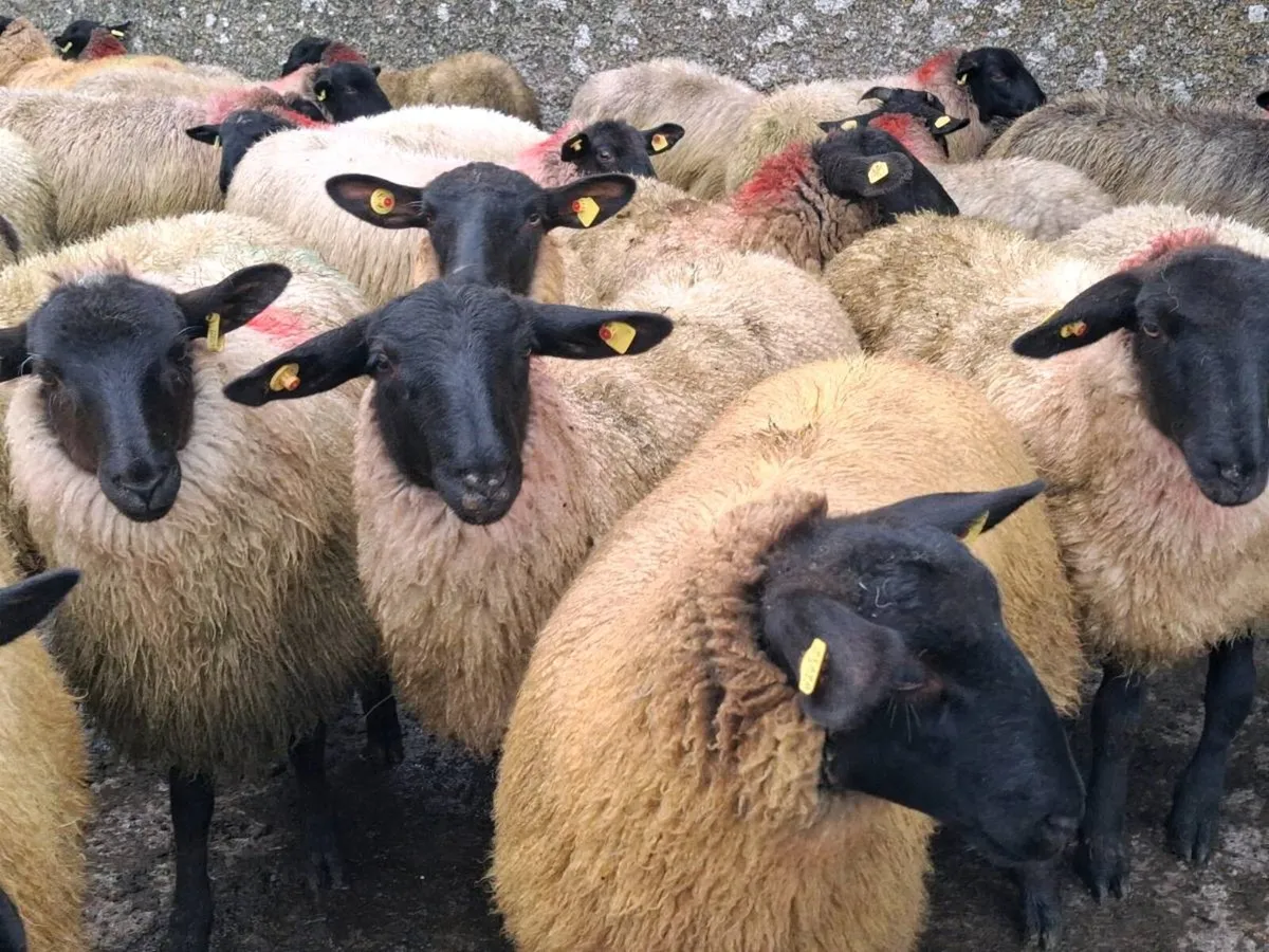41 Suffolk Ewe Lambs - Image 1
