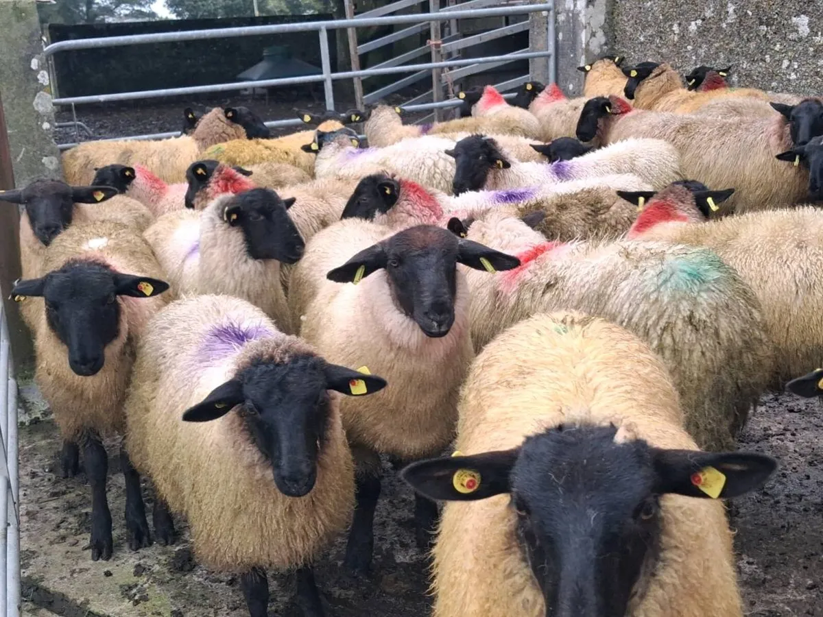 41 Suffolk Ewe Lambs - Image 2