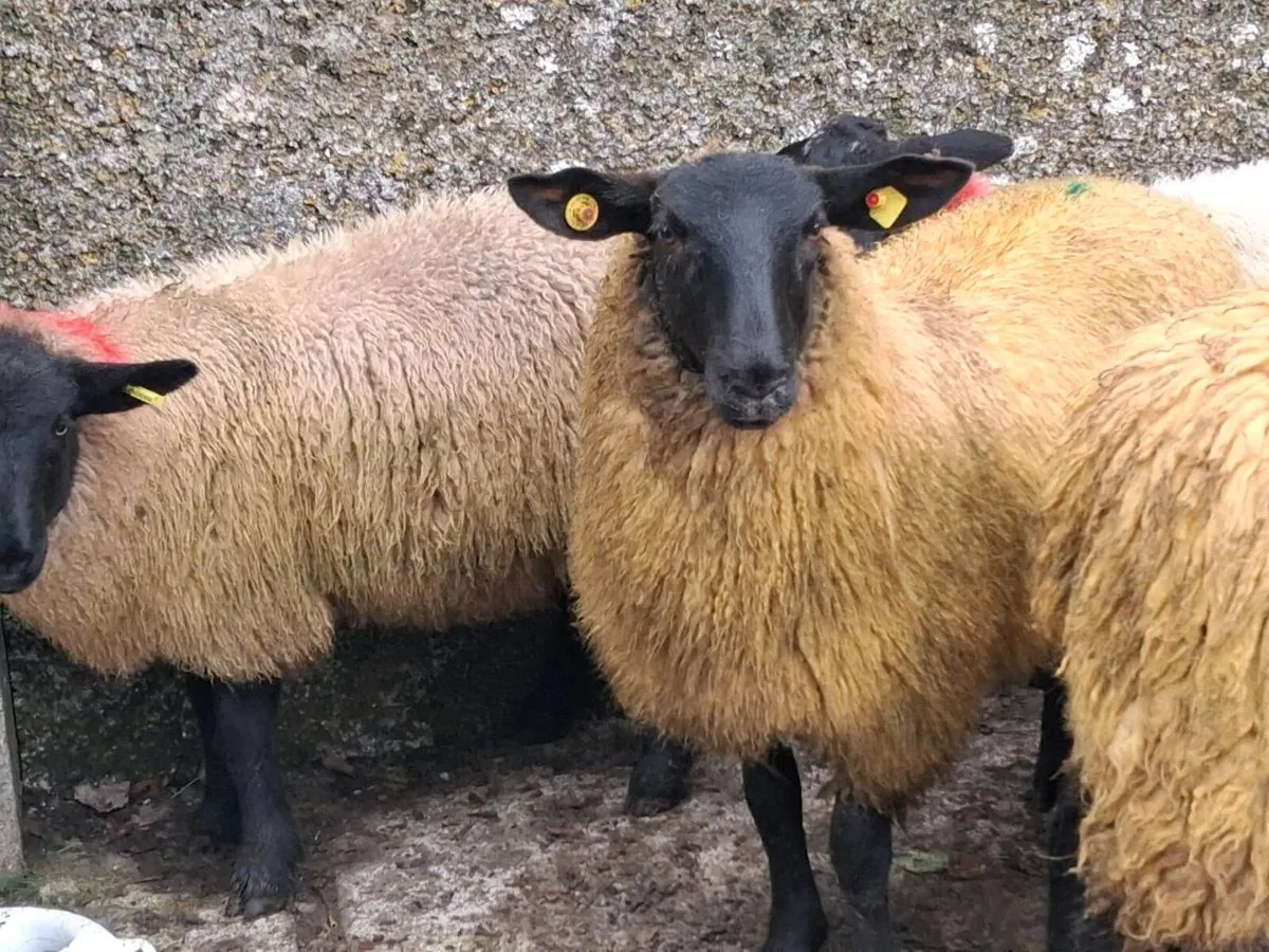 41 Suffolk Ewe Lambs - Image 4