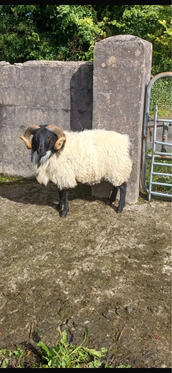 Hogget ram - Image 2