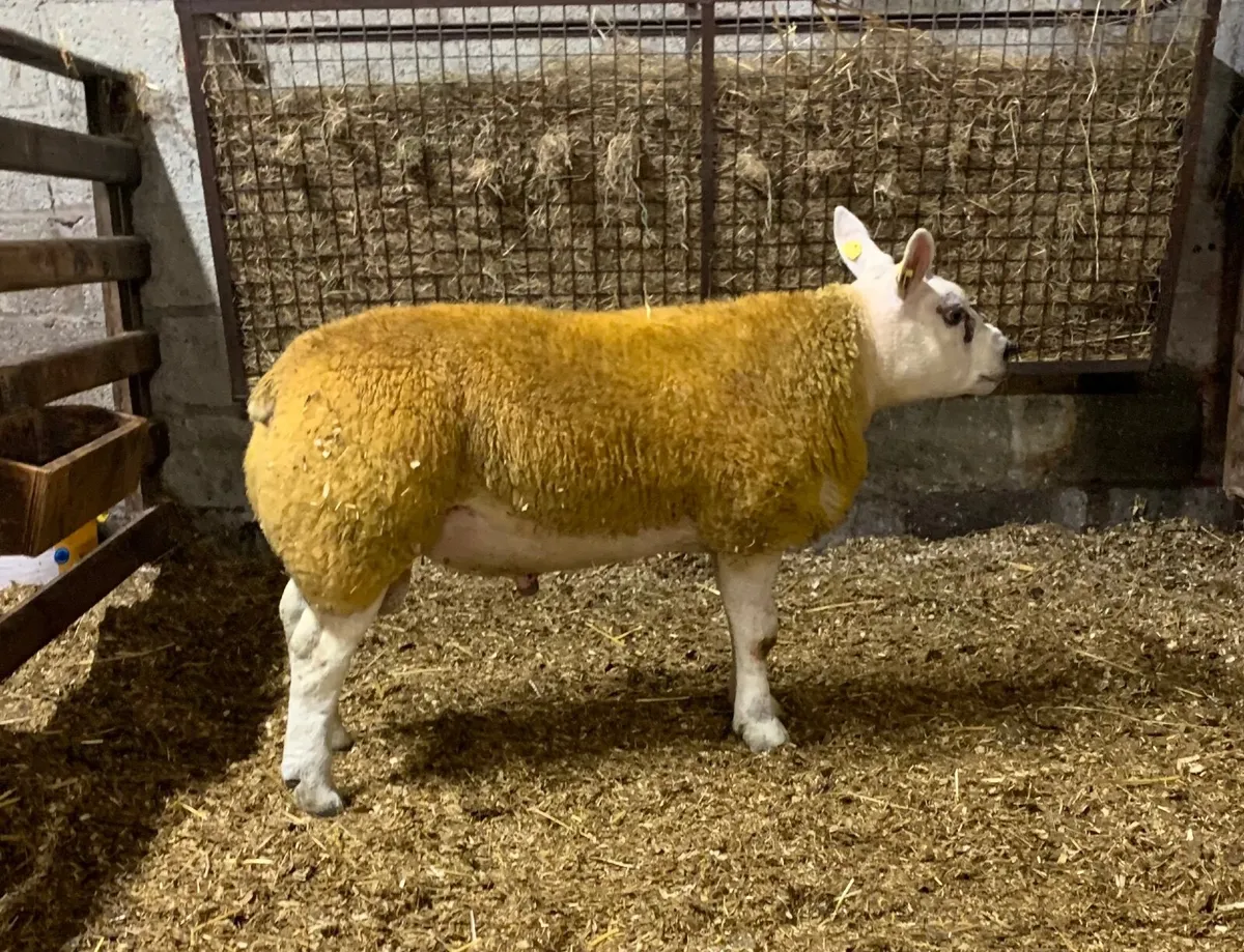 SIS PBR Texel Ram Lamb. - Image 3