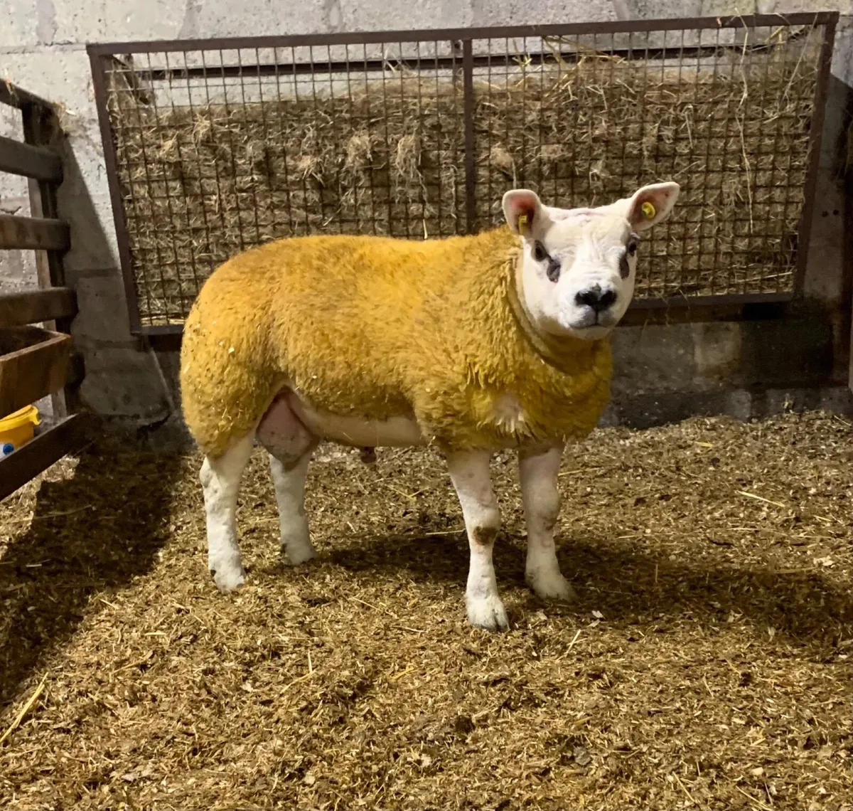 SIS PBR Texel Ram Lamb. - Image 1