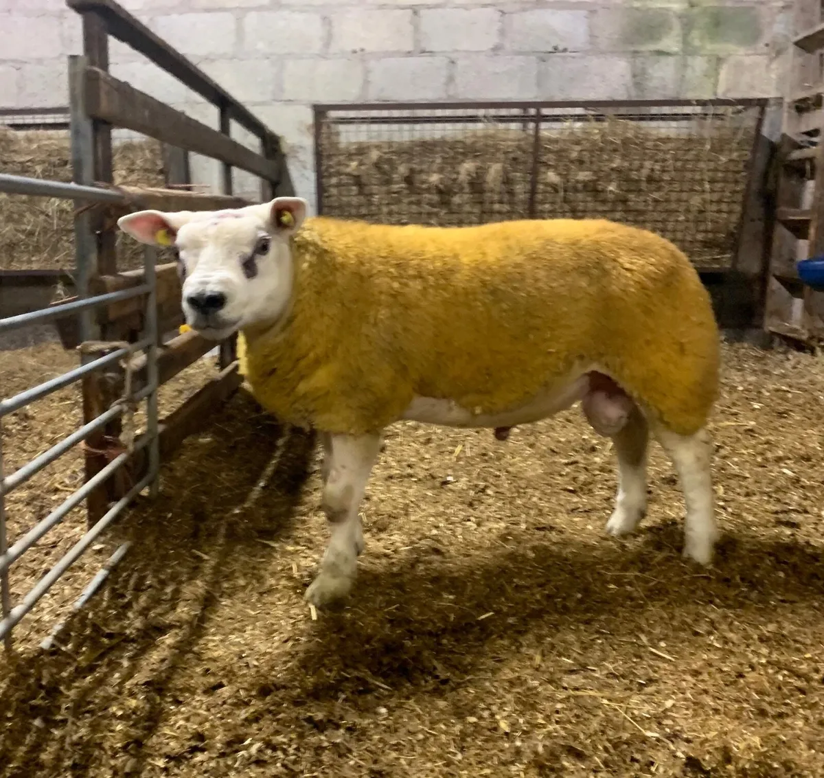 SIS PBR Texel Ram Lamb. - Image 4