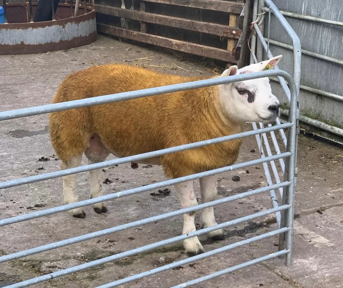 SIS PBR Texel Ram Lamb. - Image 2