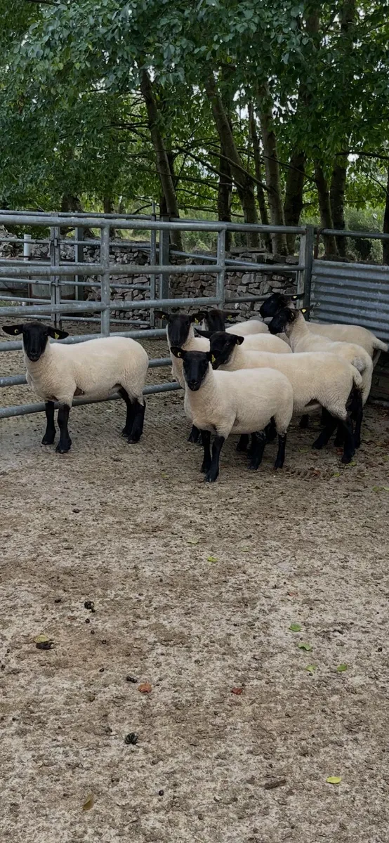Organic Breeding Hoggets, Ewe Lambs & Store Lambs. - Image 1