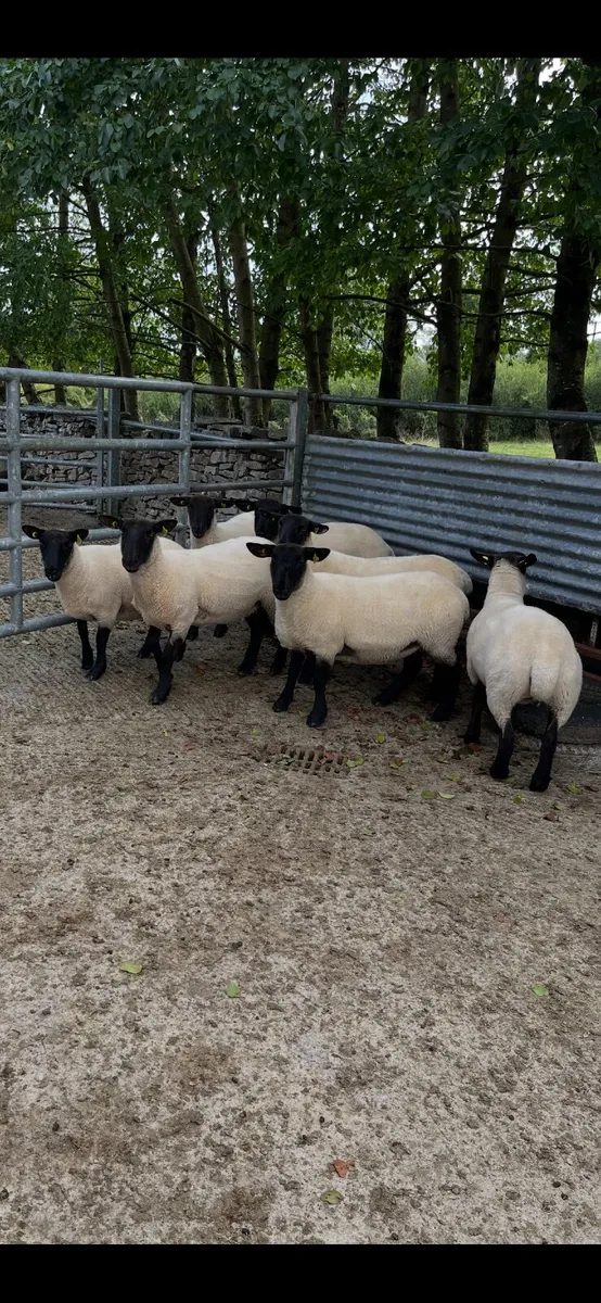 Organic Breeding Hoggets, Ewe Lambs & Store Lambs. - Image 2