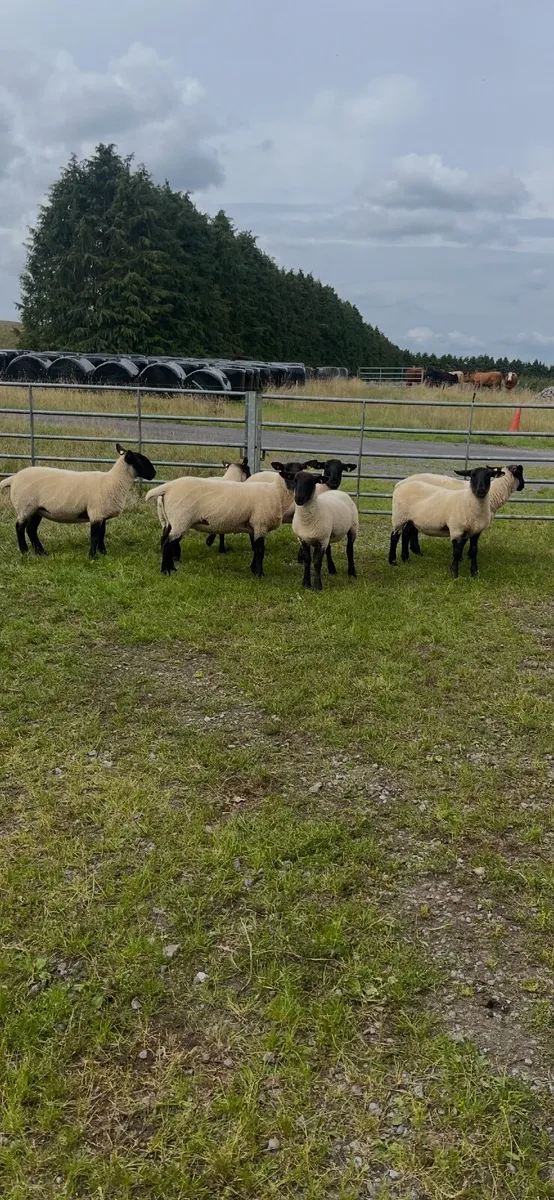 Organic Breeding Hoggets, Ewe Lambs & Store Lambs. - Image 3