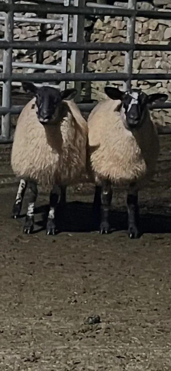 Organic Breeding Hoggets, Ewe Lambs & Store Lambs. - Image 4