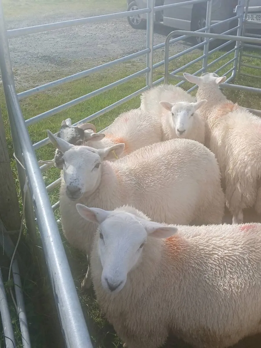 11 north country ewe lambs - Image 1
