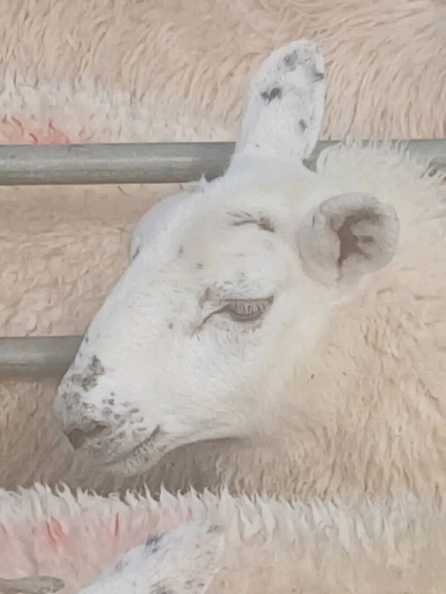 11 north country ewe lambs - Image 2