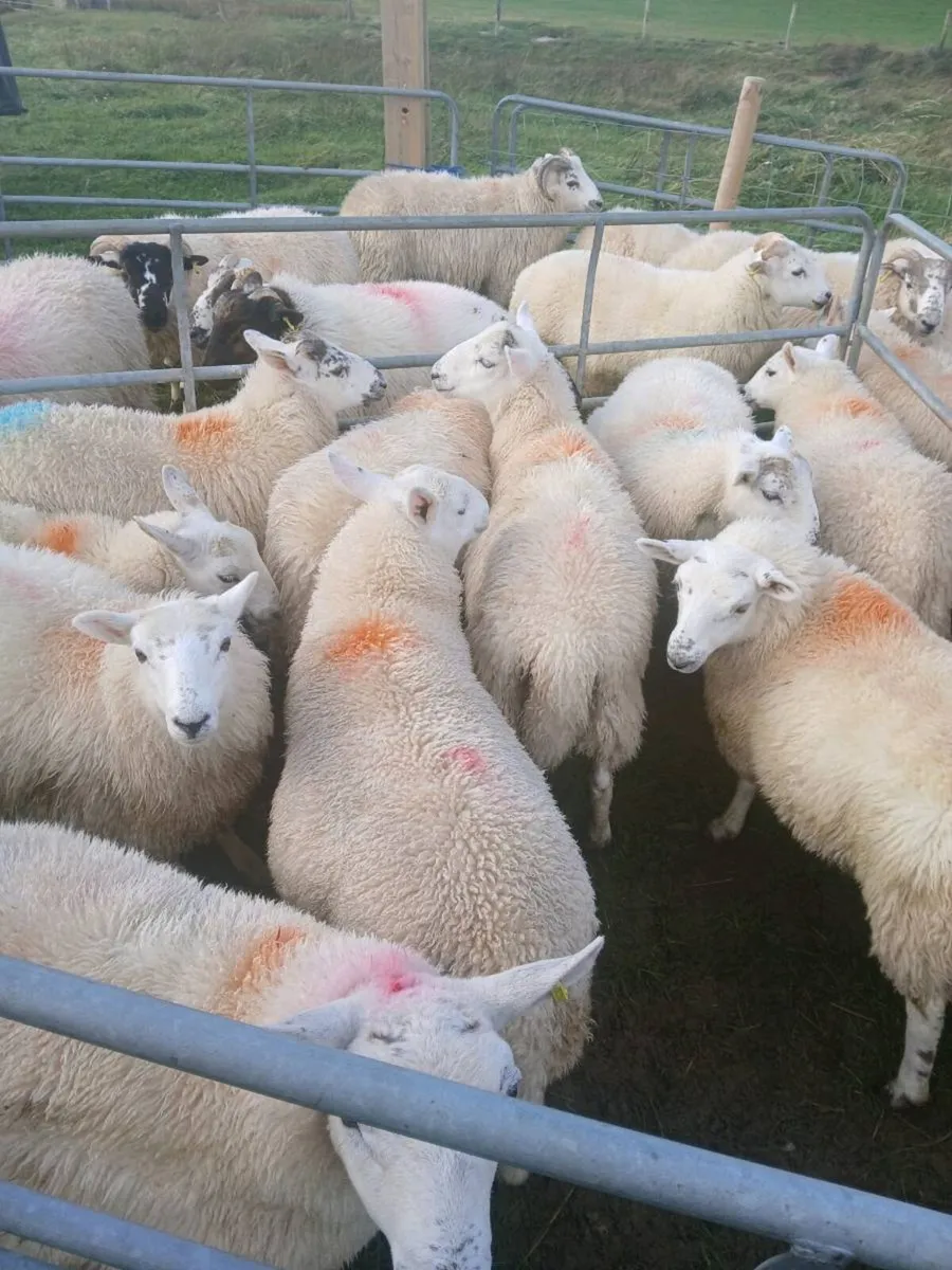 11 north country ewe lambs - Image 3