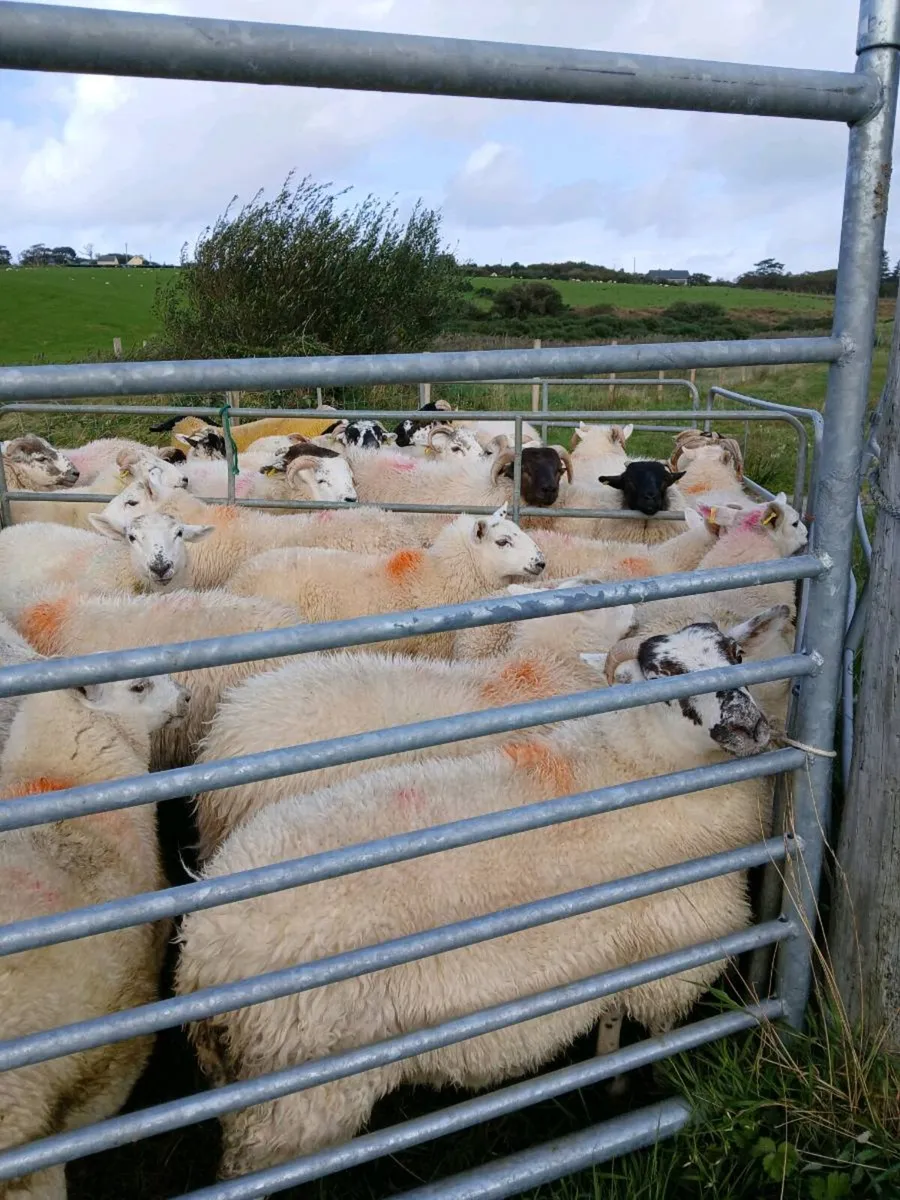 11 north country ewe lambs - Image 4