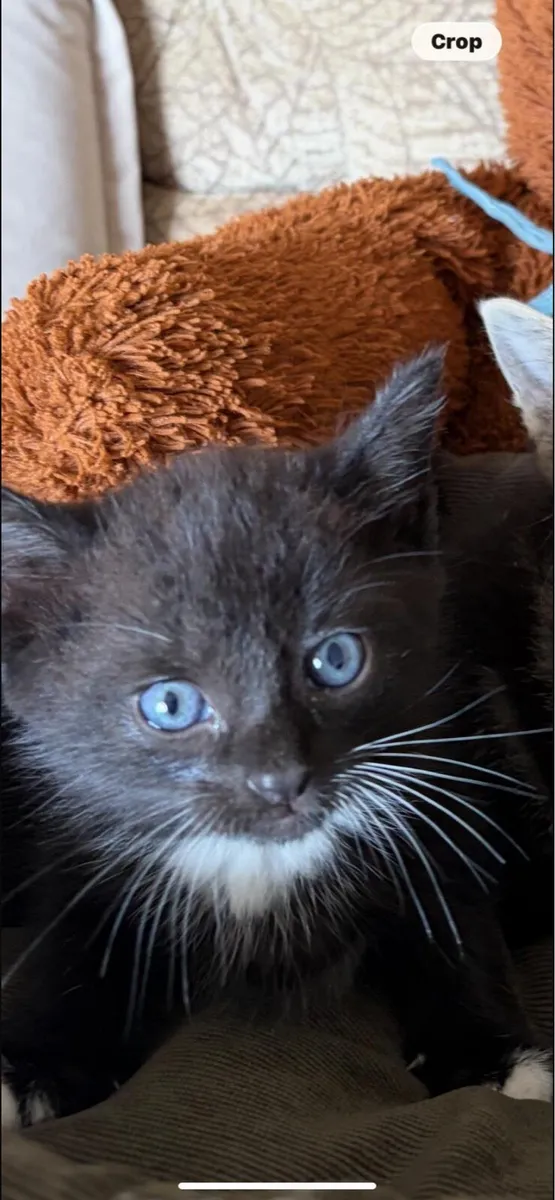 Kittens - Image 1