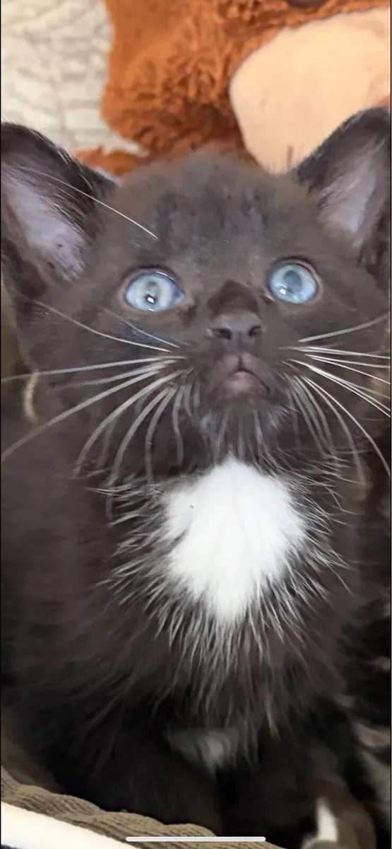 Kittens - Image 3