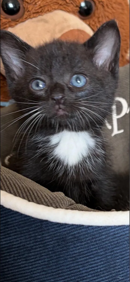 Kittens - Image 2