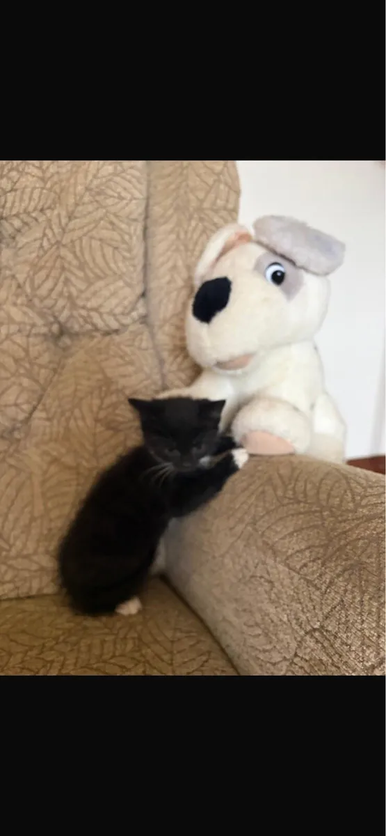 Kittens - Image 4