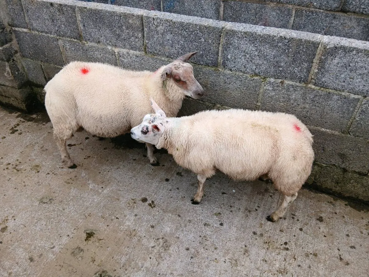 Purebred Beltex ram lamb - Image 1