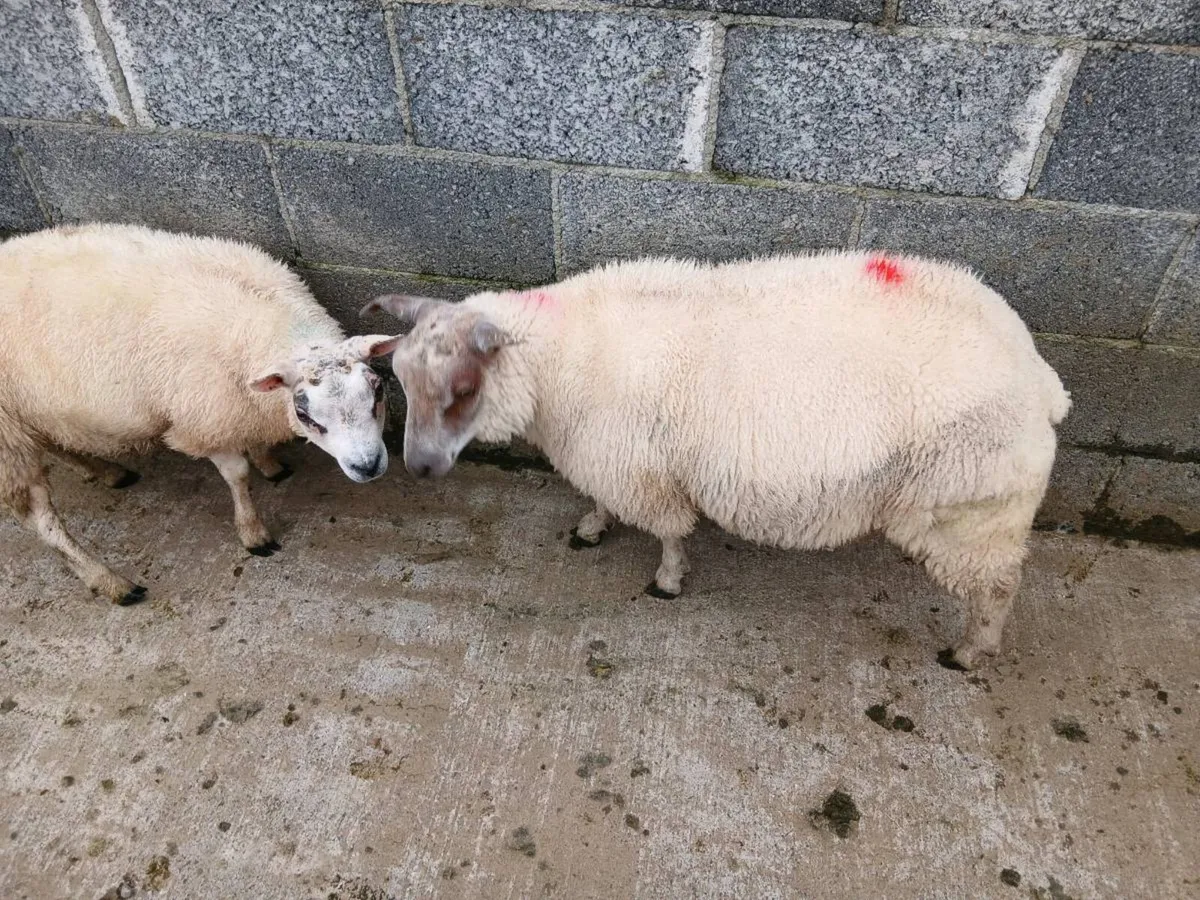 Purebred Beltex ram lamb - Image 2
