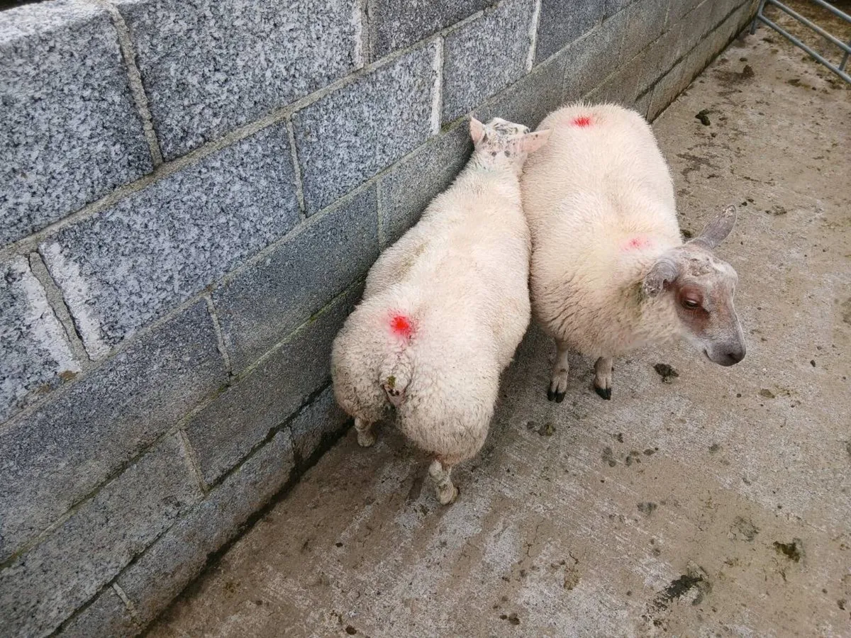 Purebred Beltex ram lamb - Image 3