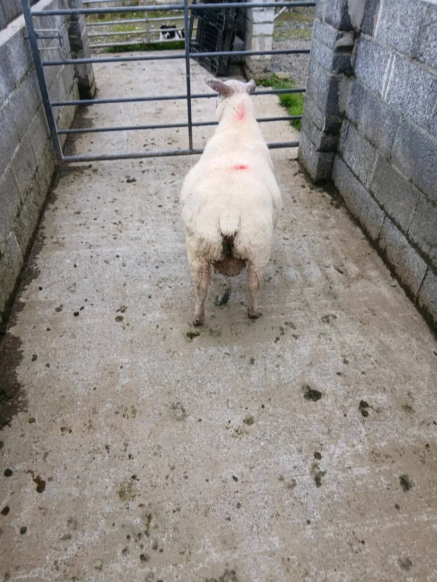 Purebred Beltex ram lamb - Image 4