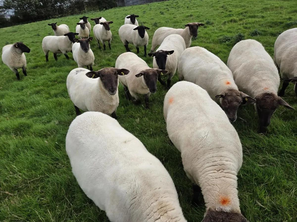19 Soffolk Crossbred Hoggets - Image 2