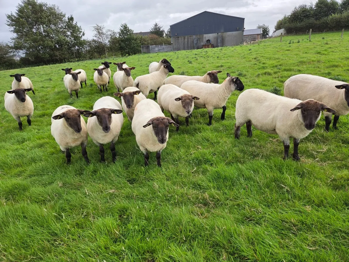19 Soffolk Crossbred Hoggets - Image 1