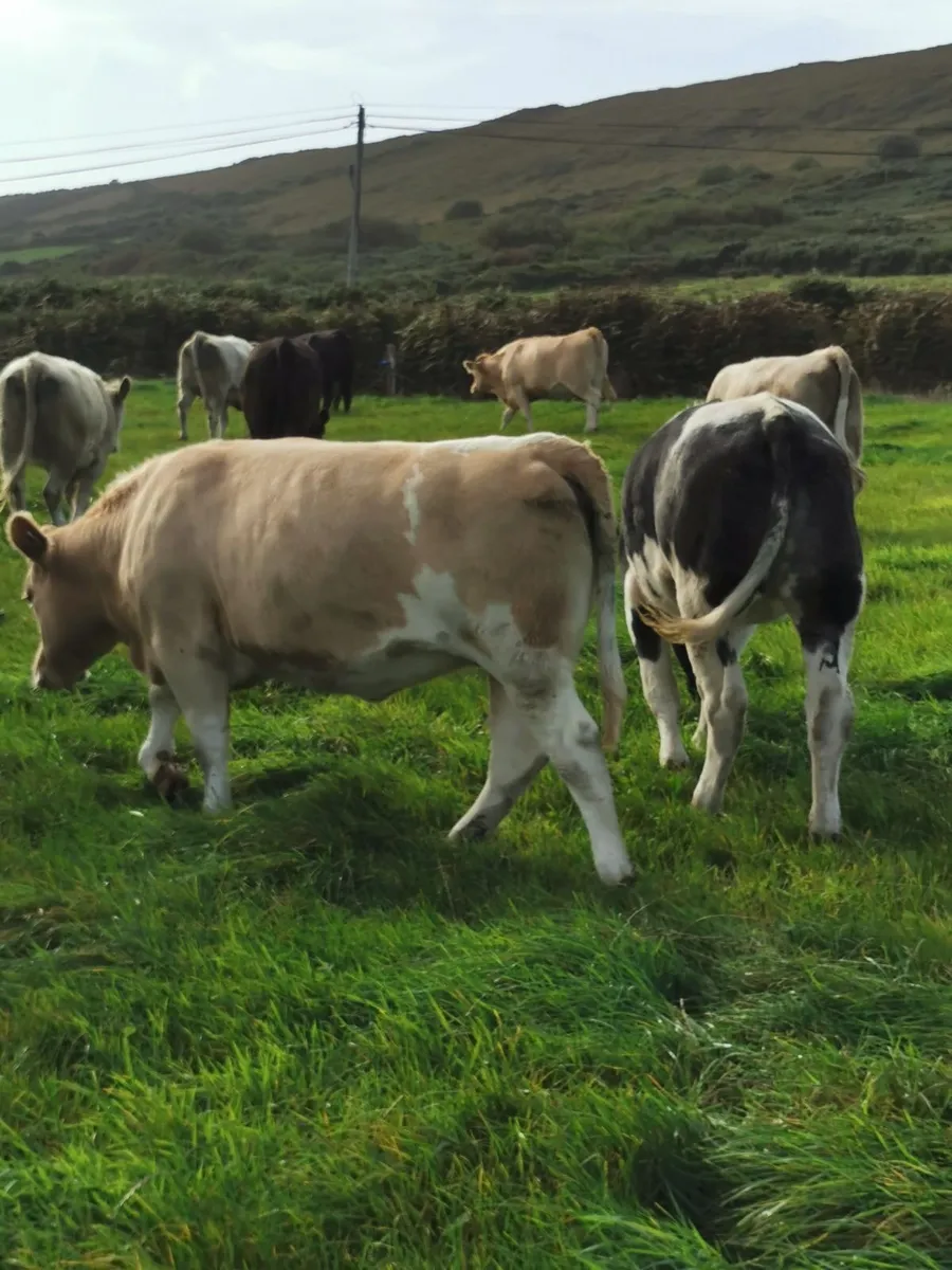 Heifers - Image 1