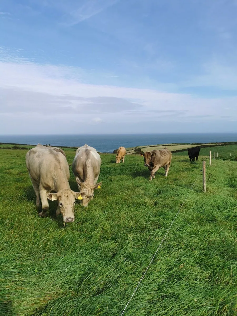 Heifers - Image 2