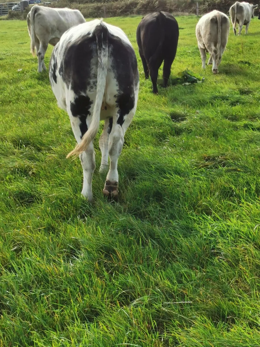 Heifers - Image 3