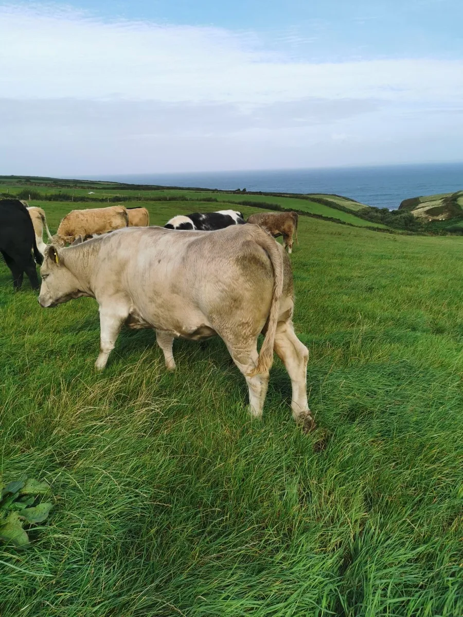 Heifers - Image 4