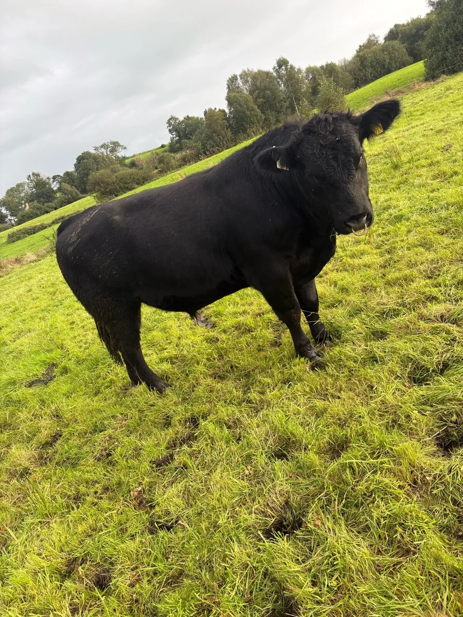 Purebred Angus Bull for sale - Image 1