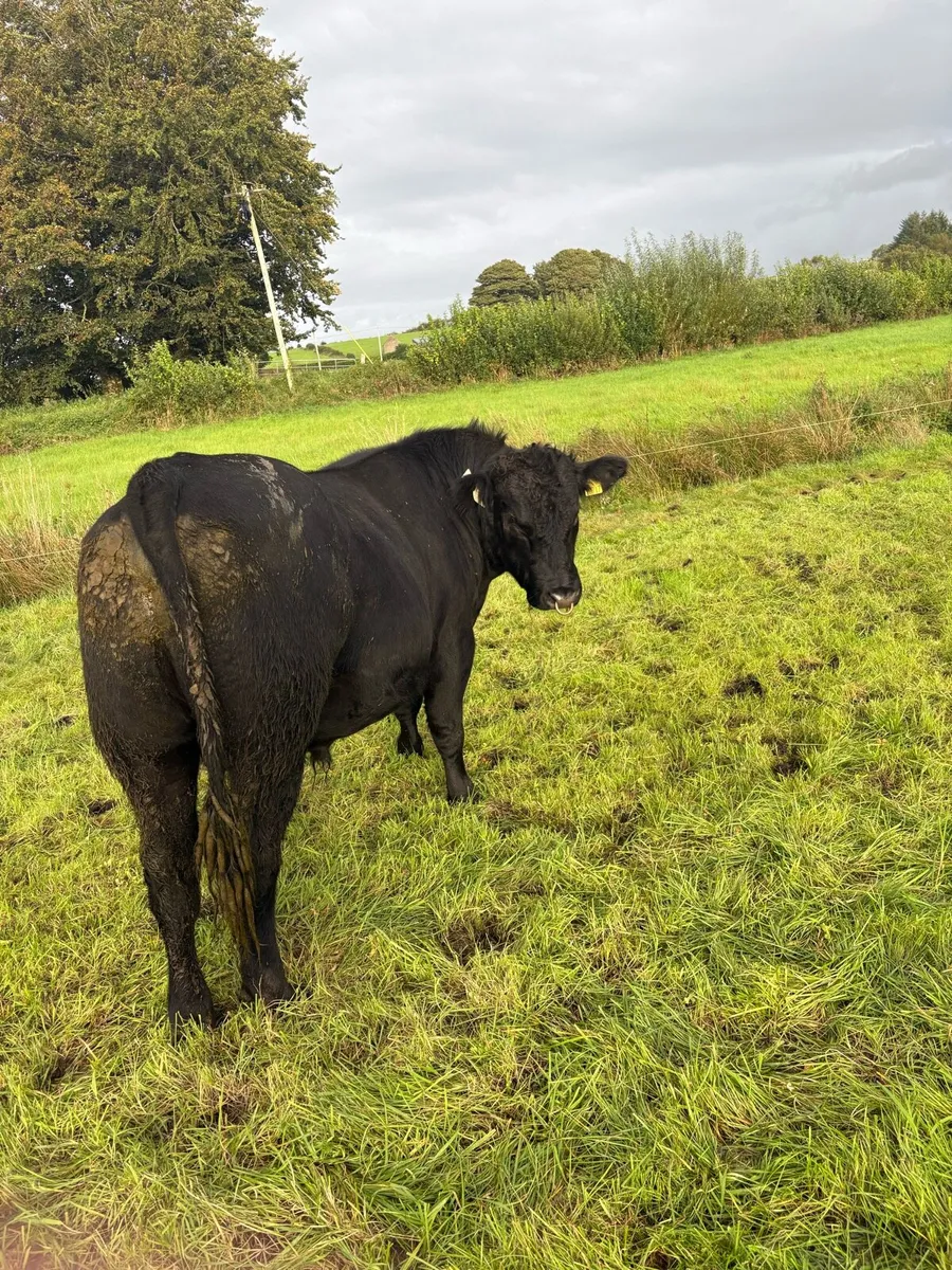 Purebred Angus Bull for sale - Image 2