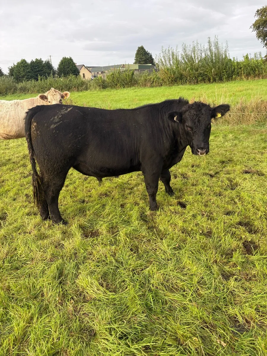 Purebred Angus Bull for sale - Image 3