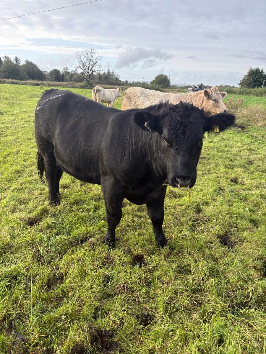 Purebred Angus Bull for sale - Image 4