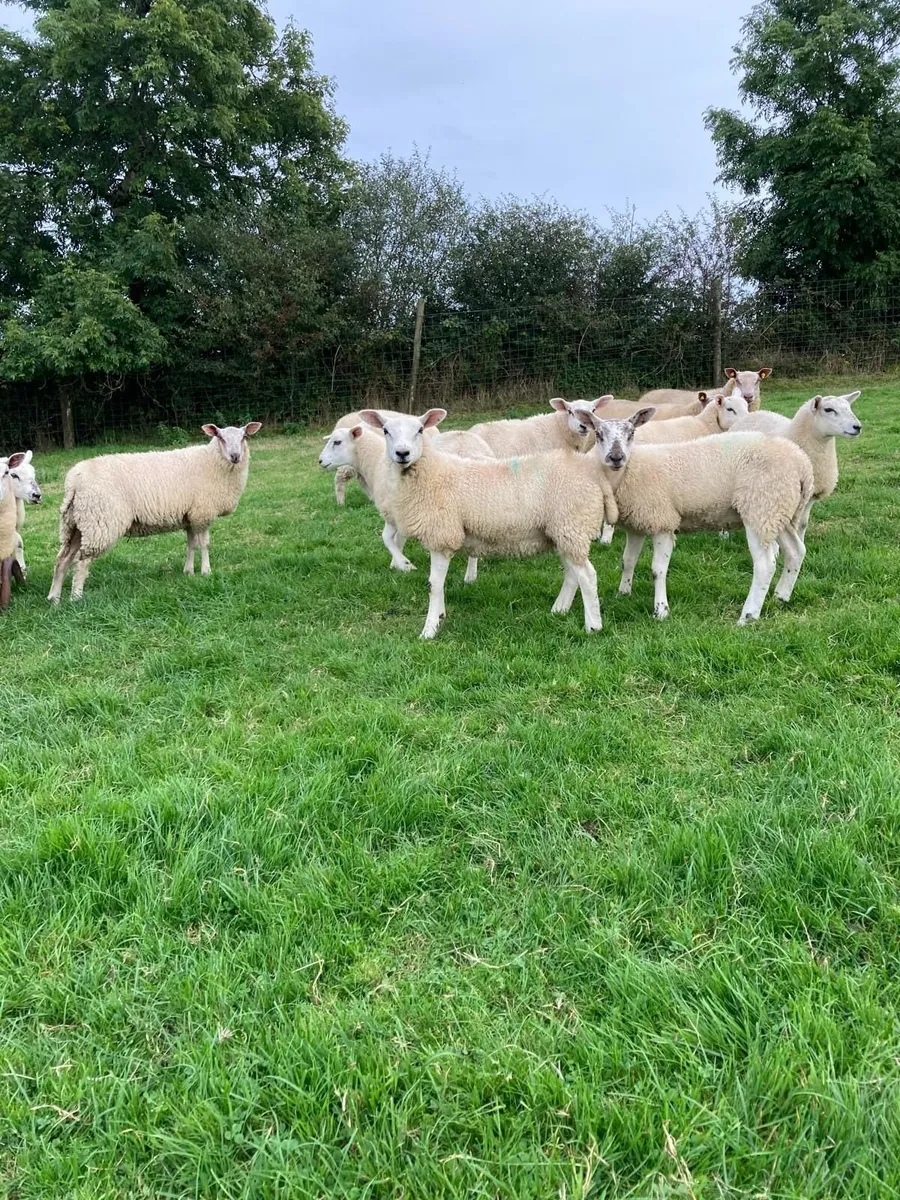 Smart Ewe Lambs - Image 3