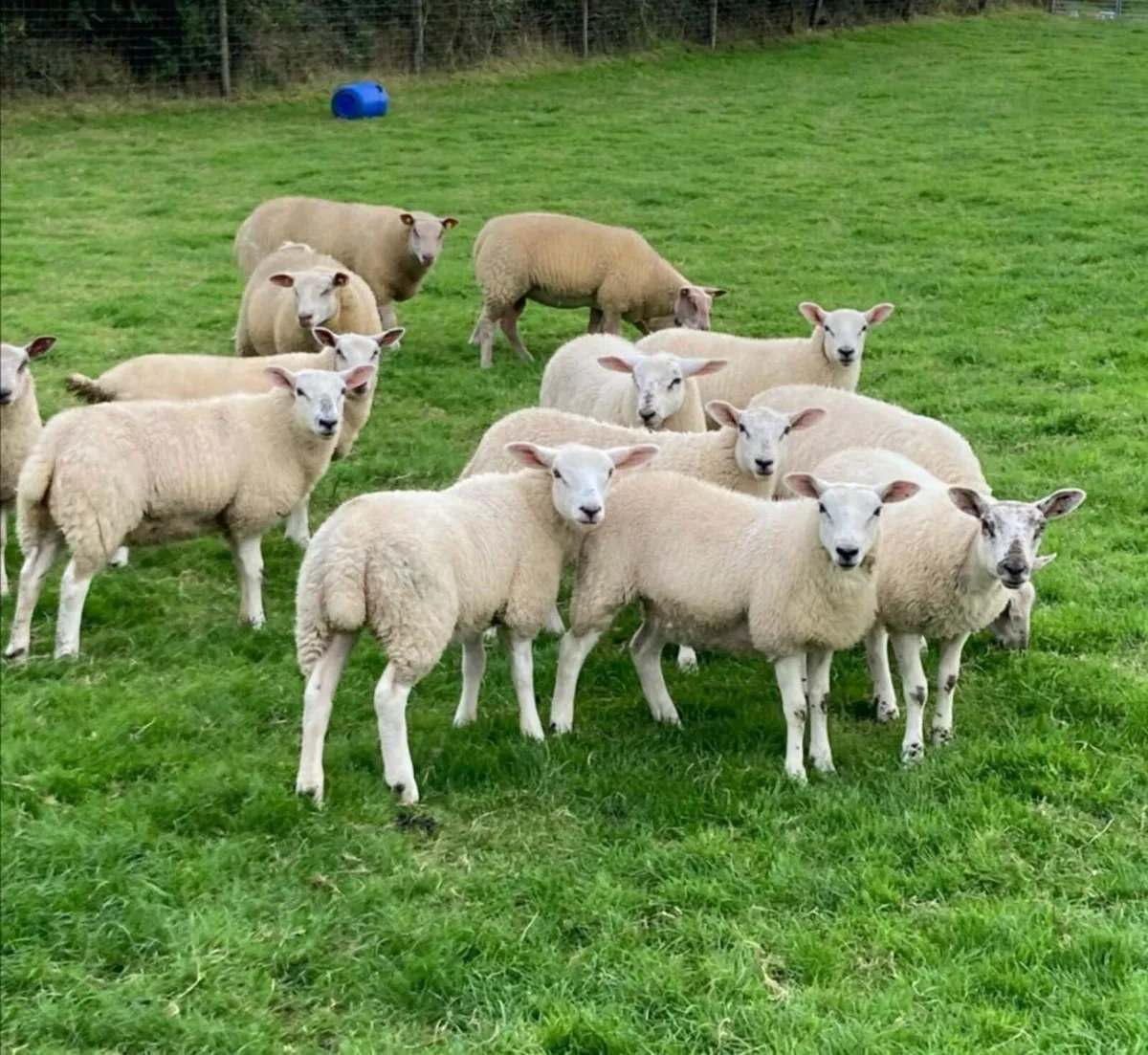 Smart Ewe Lambs - Image 4