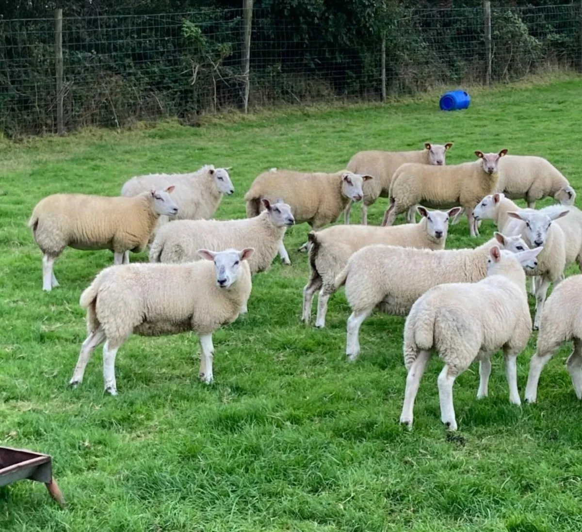 Smart Ewe Lambs - Image 1
