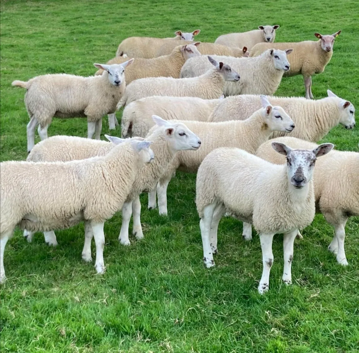 Smart Ewe Lambs - Image 2