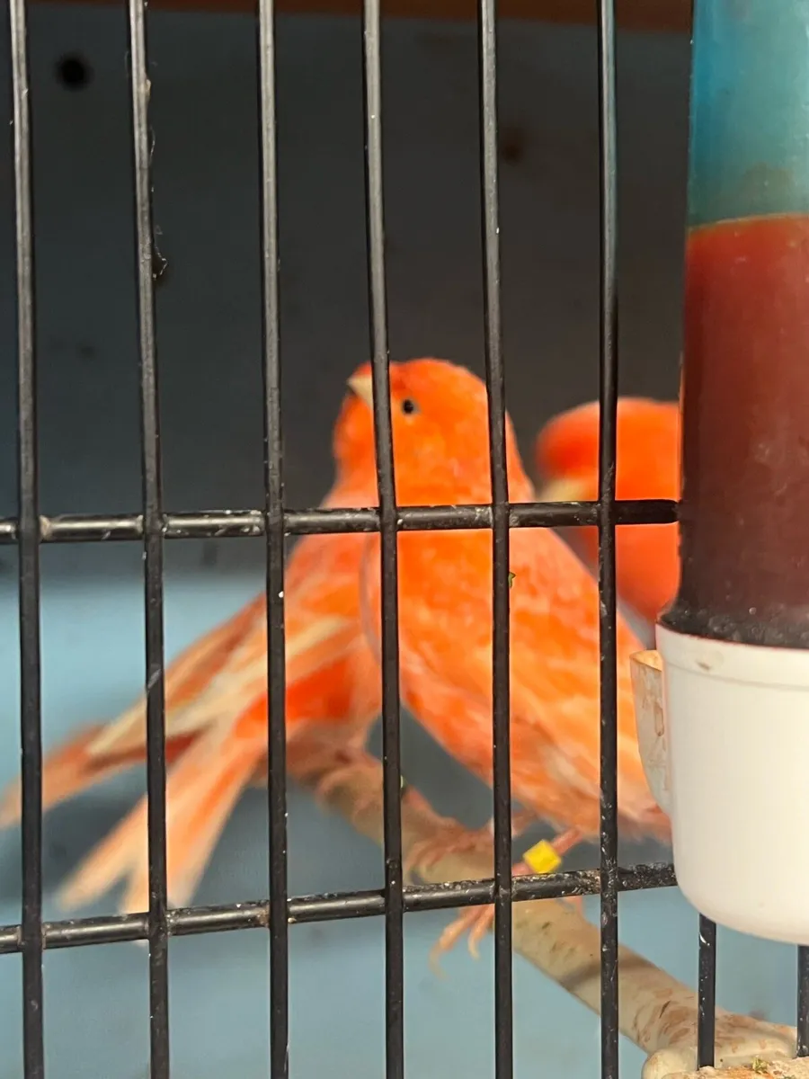 Red factor canary - Image 1