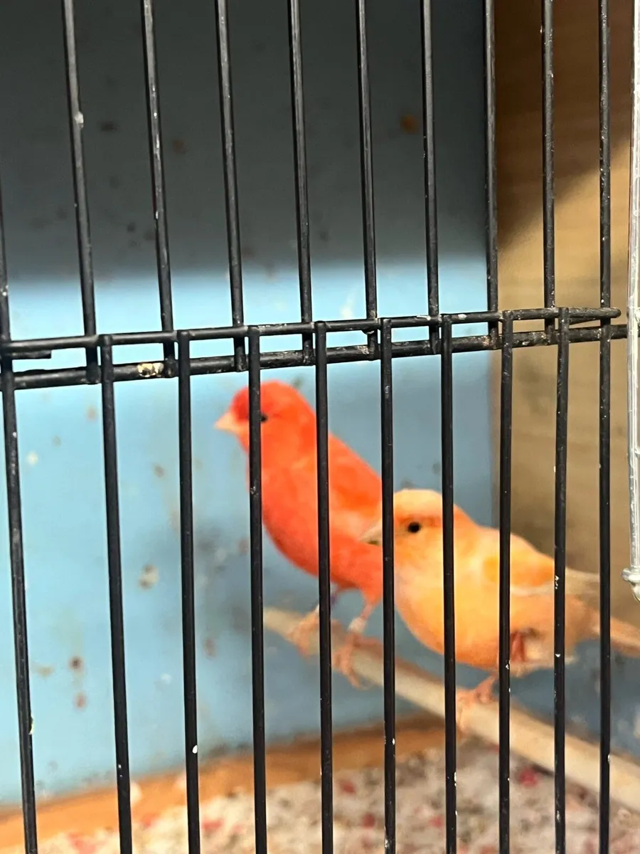 Red factor canary - Image 2