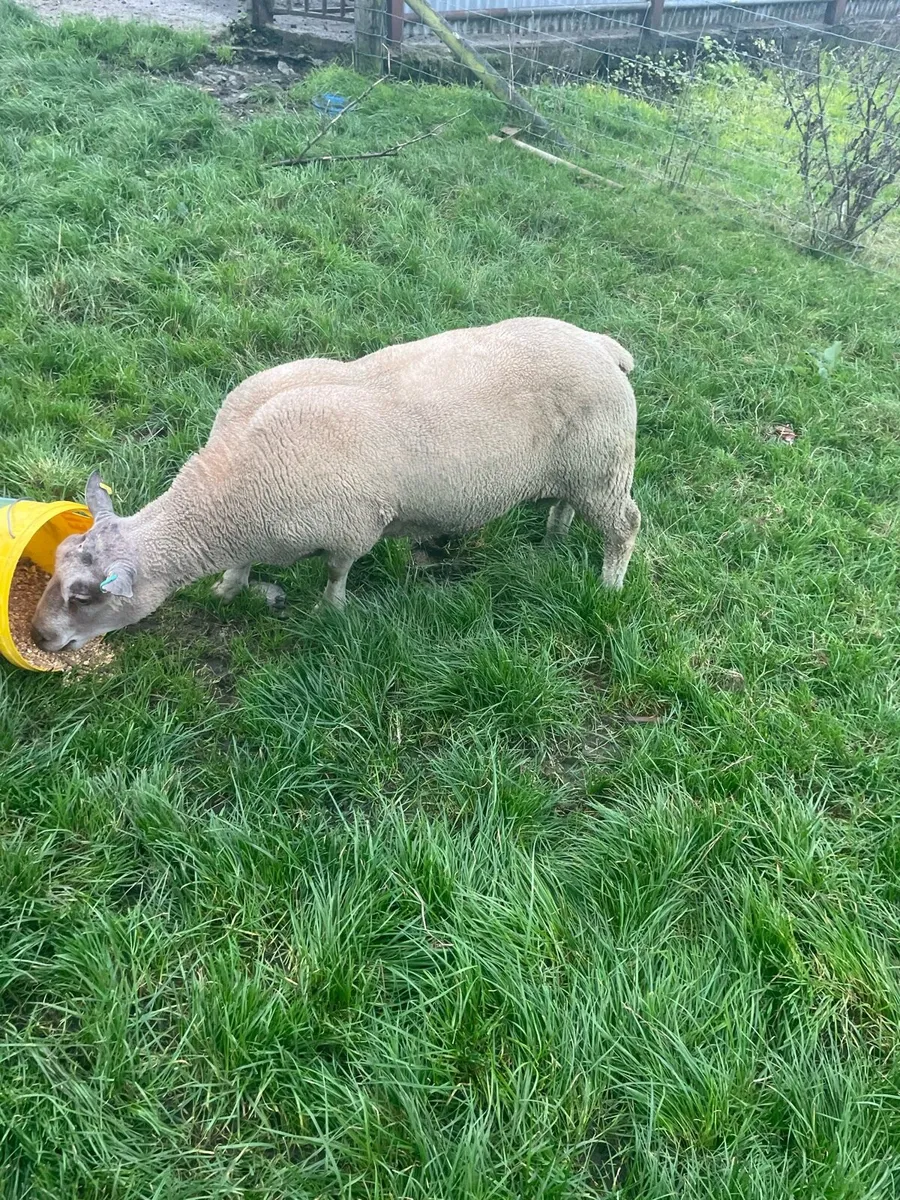 Charlollais Rams - Image 3