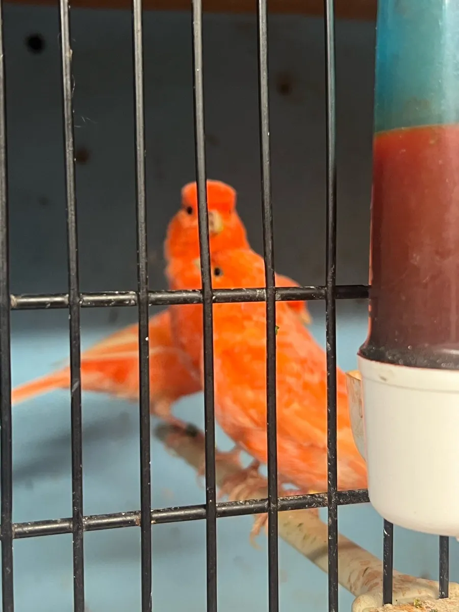Red factor canary - Image 4