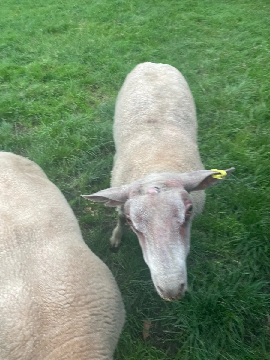 Charlollais Rams - Image 2