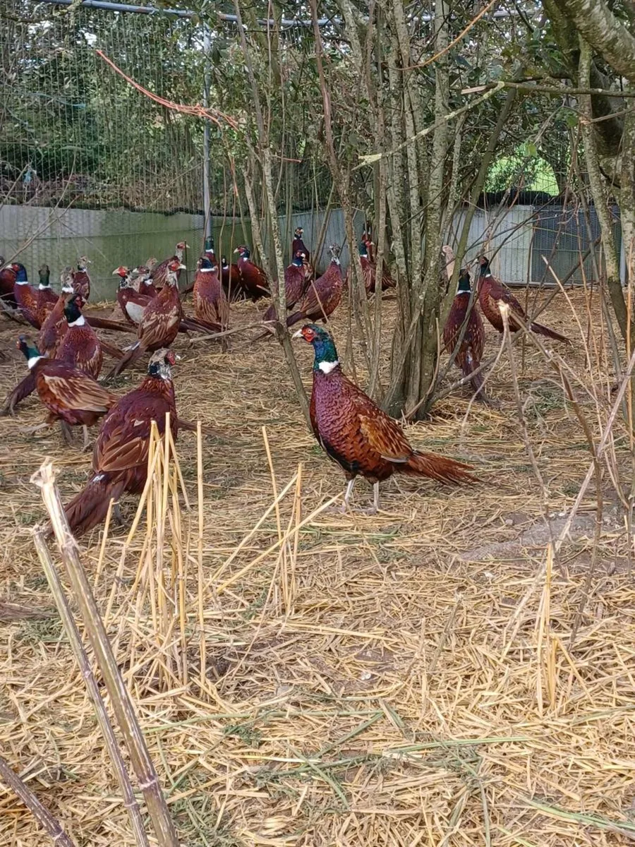 Pheasants - Image 1