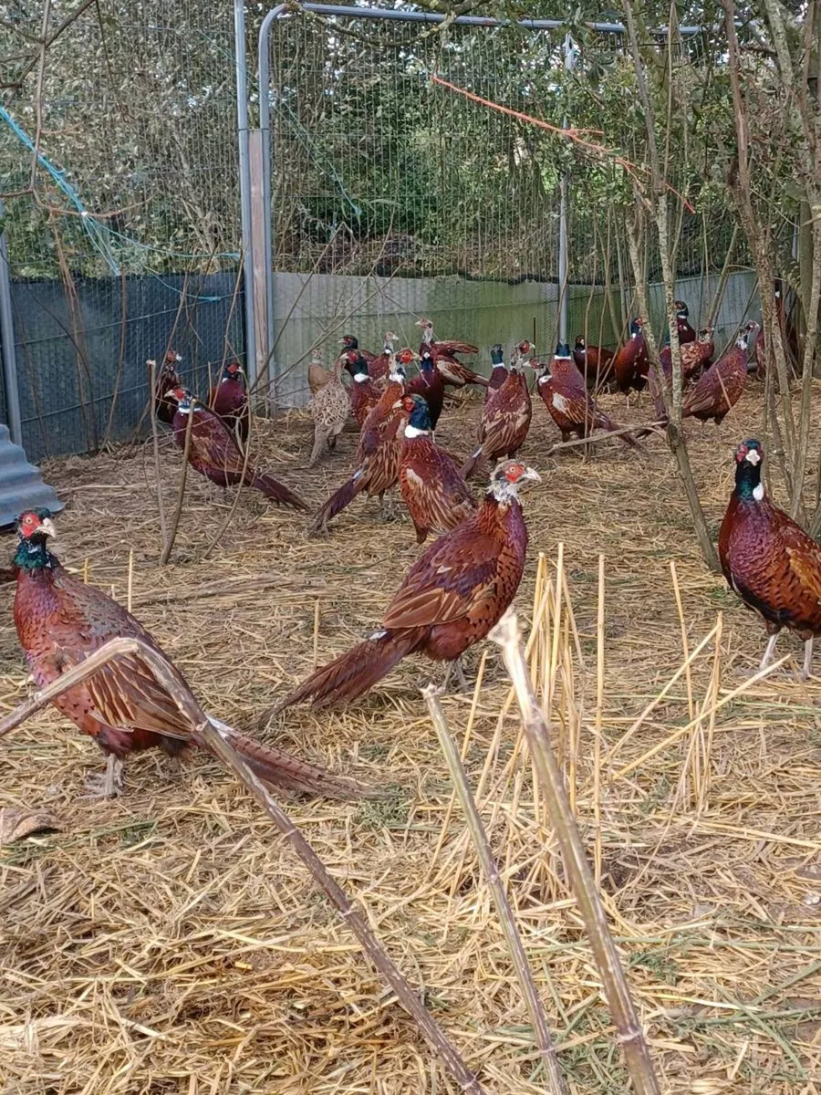 Pheasants - Image 2