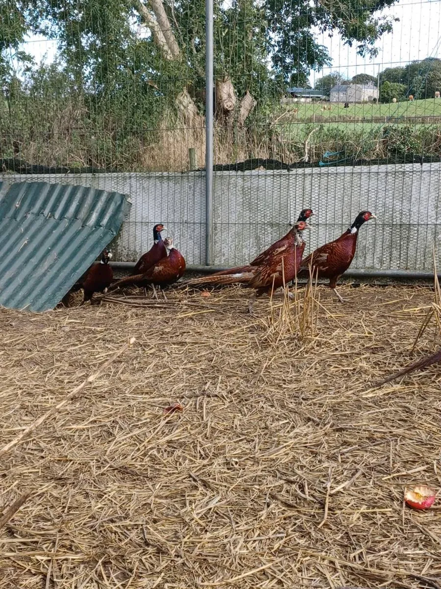 Pheasants - Image 3