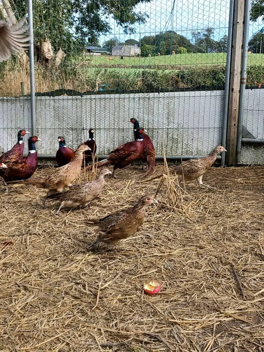Pheasants - Image 4